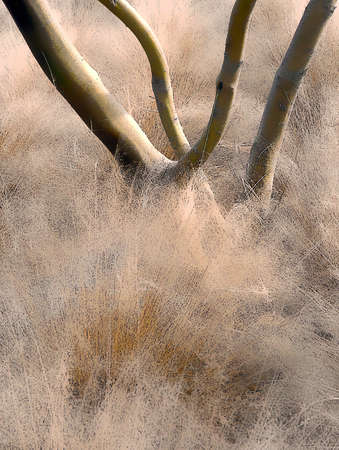 Desert Grasses